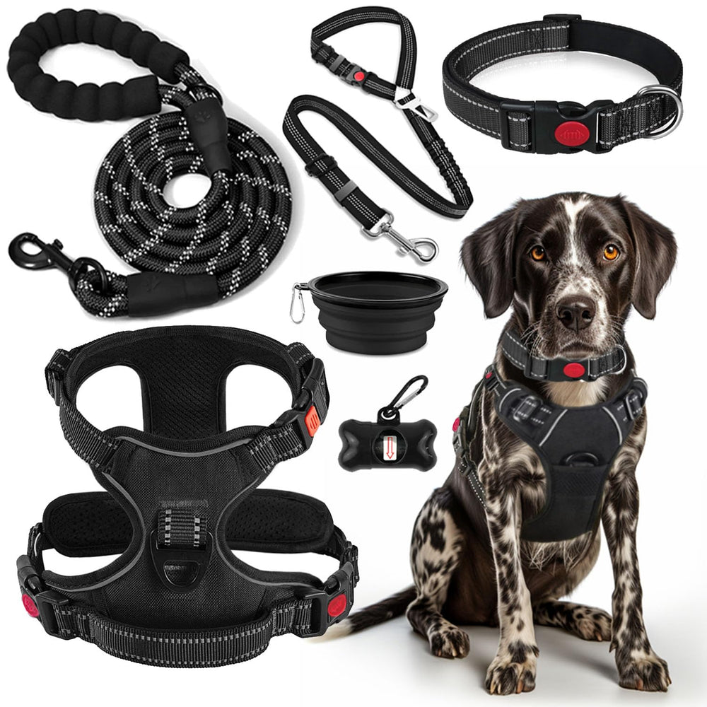 Lobeve no-pull harness in action for comfortable training walks.