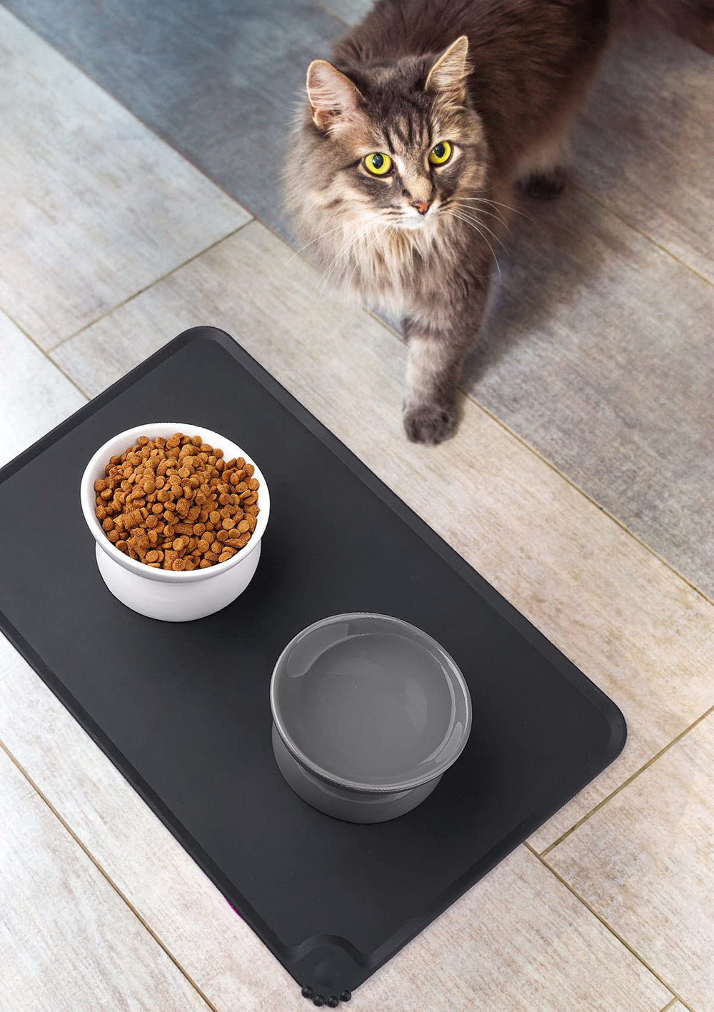 LoeJan elevated bowl with pets using it for small dog or kitten meals