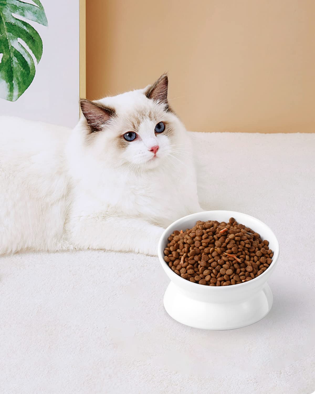 LoeJan small-pet elevated bowl use case for kittens and tiny dogs.
