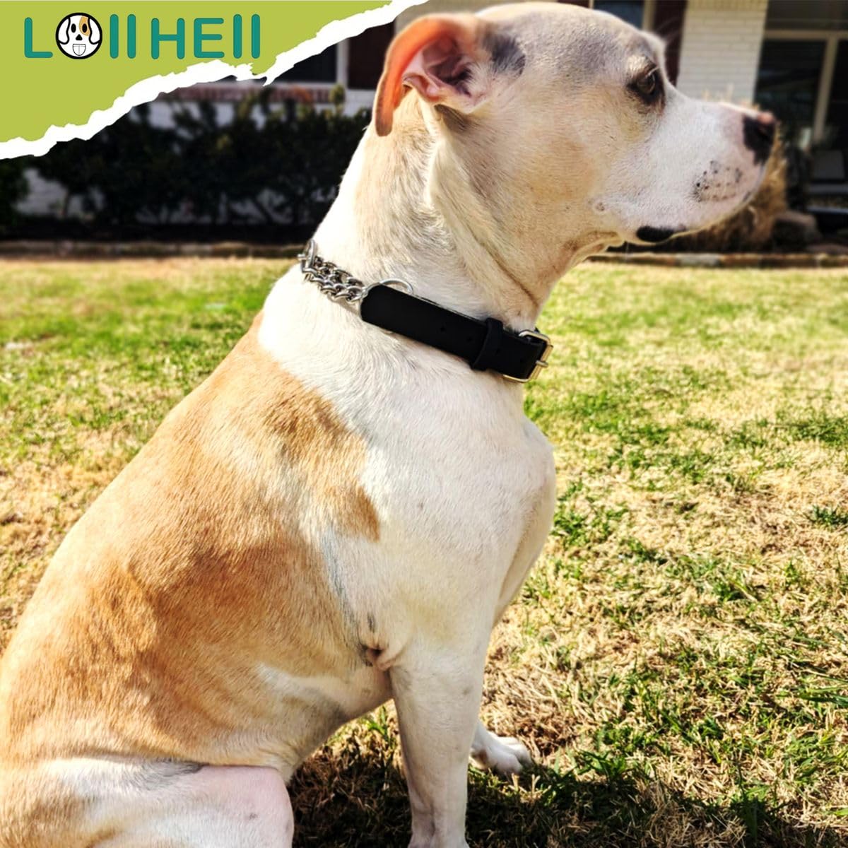 LOIIHEII Martingale Collar stainless-steel chain highlight for durable training support during walks.