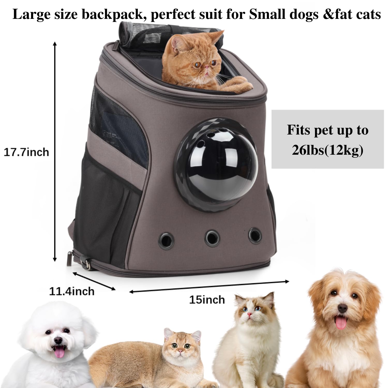 LOLLIMEOW spacious design interior highlights roomy space for fat cats and puppies