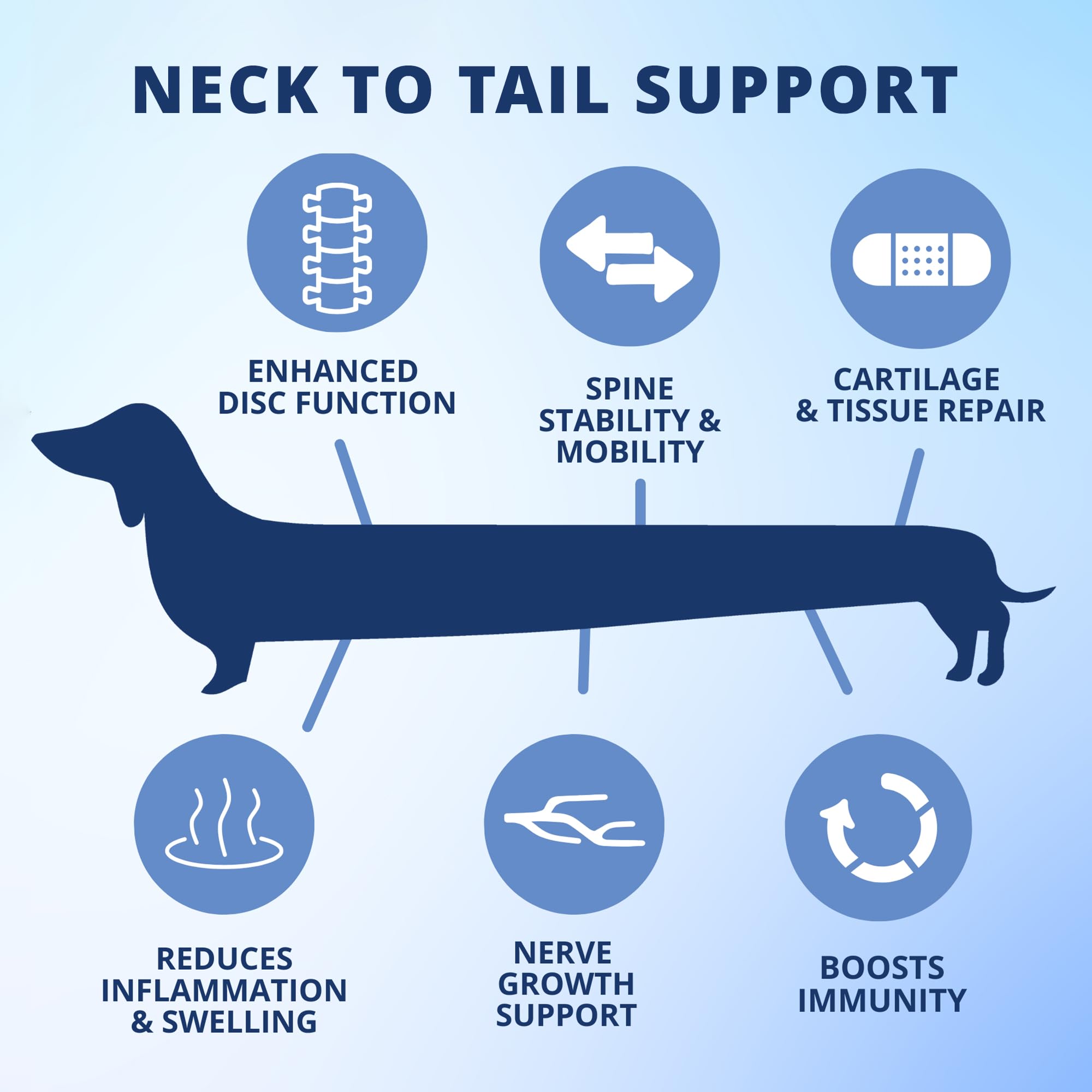 Under the Weather long-backed dog enjoys a tasty bite illustrating back health support.