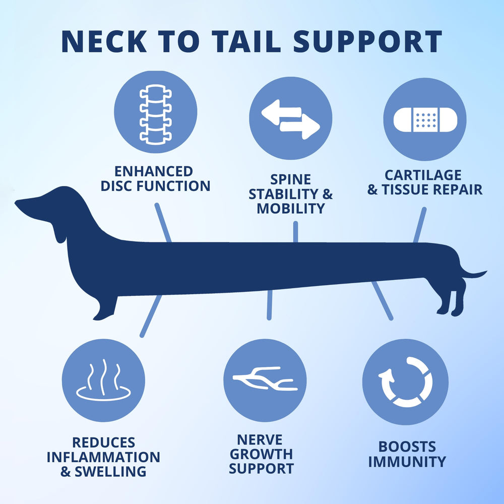 Under the Weather long-backed dog enjoys a tasty bite illustrating back health support.