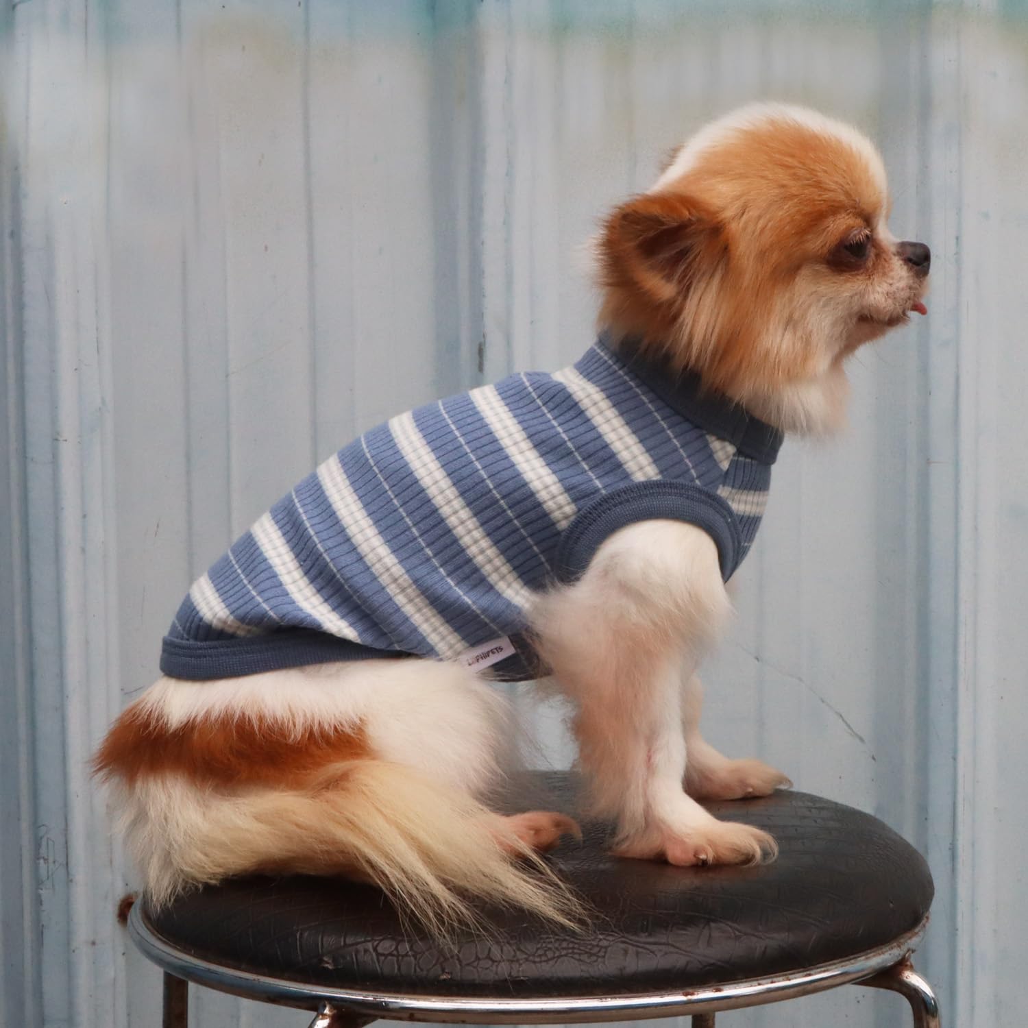 LOPHPETS belly-closure design enables easy potty breaks.