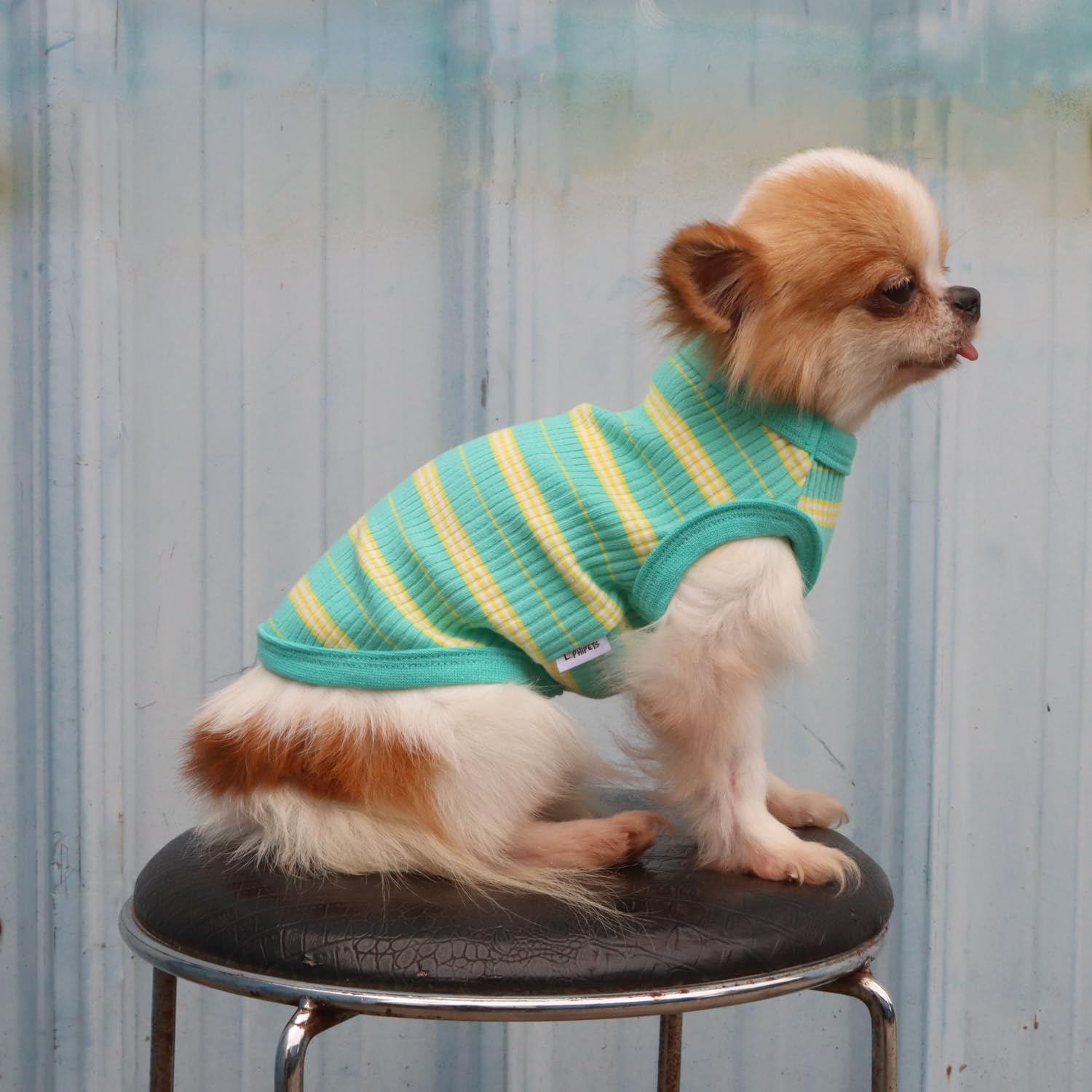 LOPHIPETS color verde brillante, tono llamativo para perros pequeños.