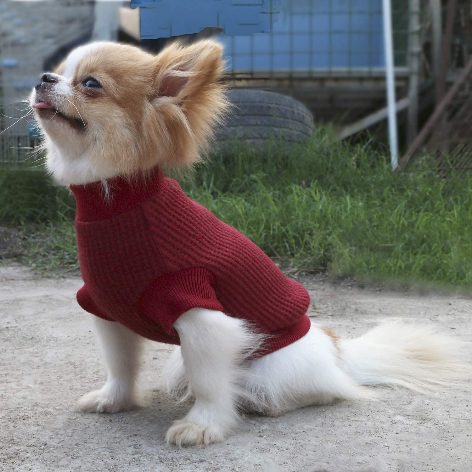 LOPHIPETS machine-washable red sweater ready for cold water care