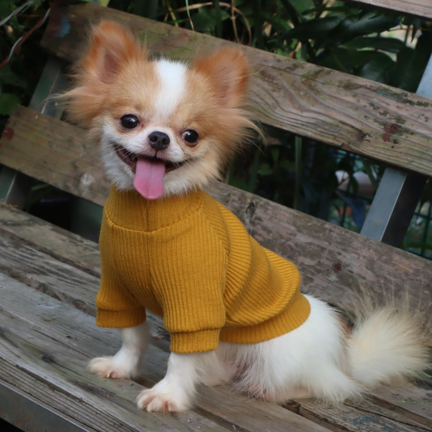 LOPHIPETS machine-washable cold-water care — easy cleaning between adventures.