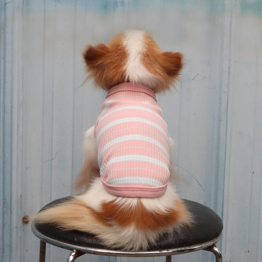 LOPHIPETS small dog wear indoors outdoors ready for adventures