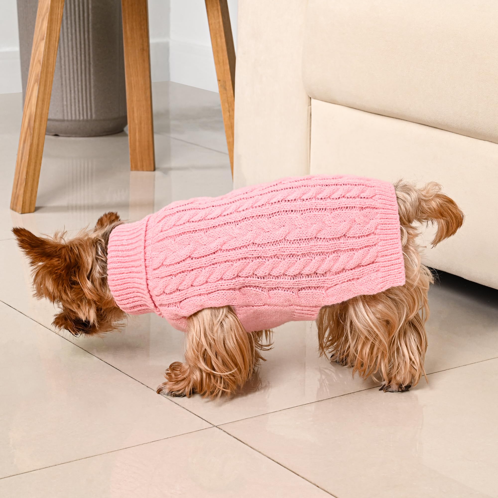 Lorehelina holiday-ready dogs wearing sweaters for festive photos