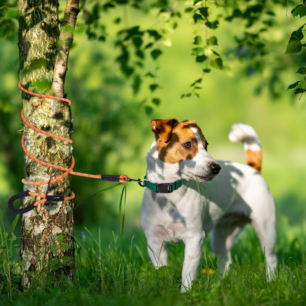 Loutep long leash 100ft supports distant exploration with easy control.