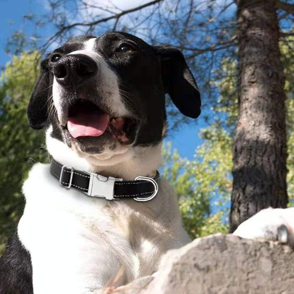 Love Dream nylon webbing collar offers durable everyday use.