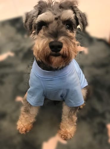 Lovelonglong dog pullover for indoor cuddles and cozy evenings.
