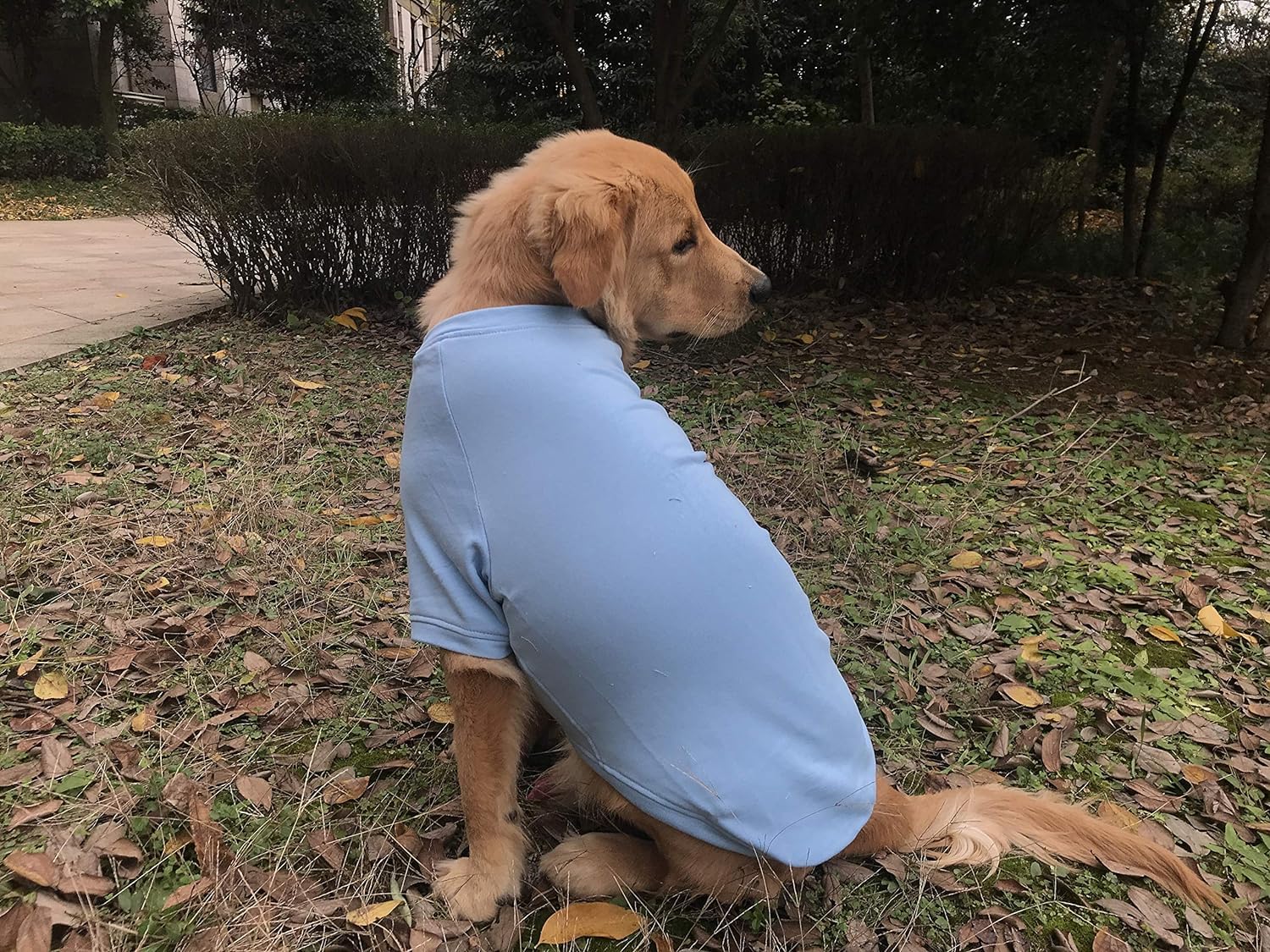 Lovelonglong dog pullover ready for chilly winter walks.