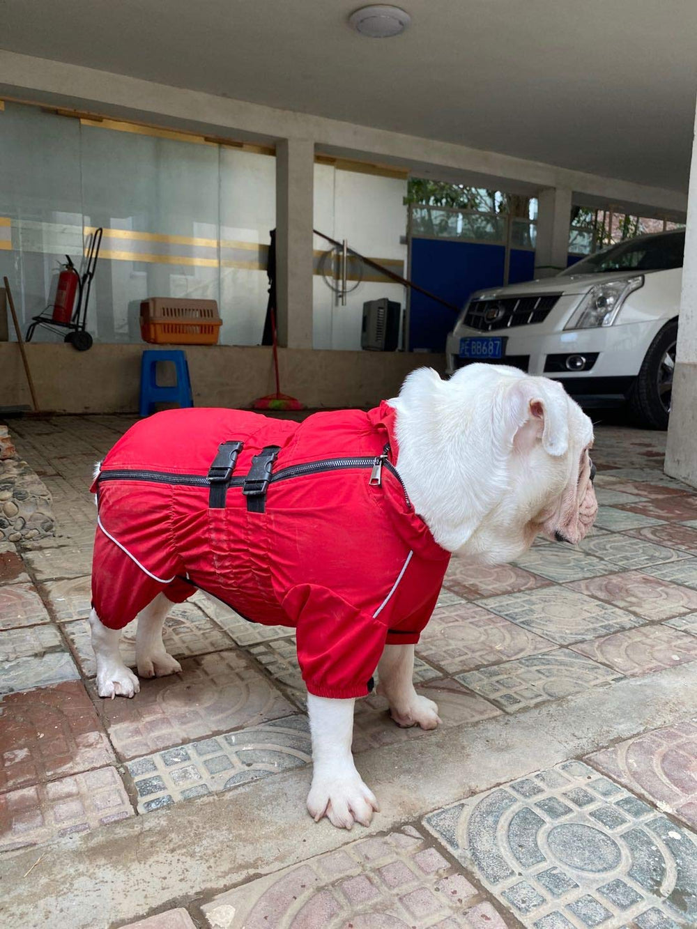 Lovelonglong waterproof jacket keeps dogs dry in heavy rain and wind