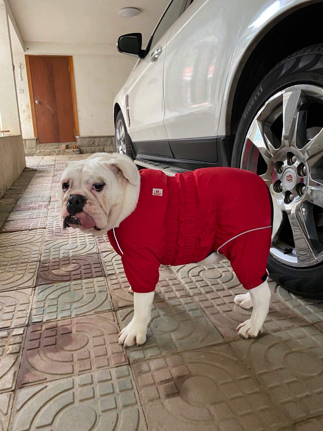 Lovelonglong size-chart-friendly jacket fits both small and large breeds