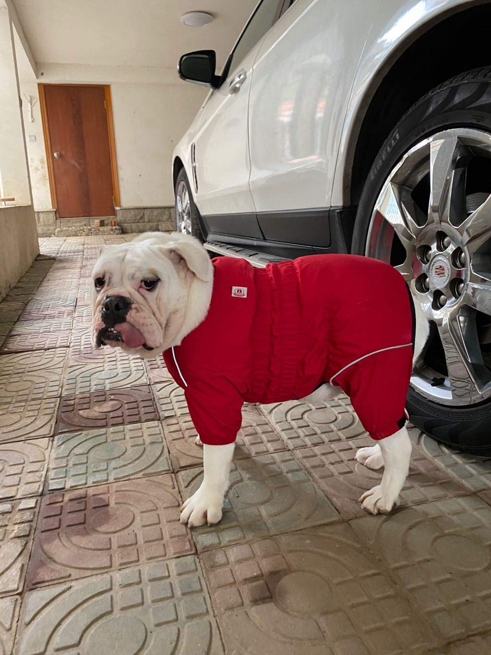 Lovelonglong size-chart-friendly jacket fits both small and large breeds