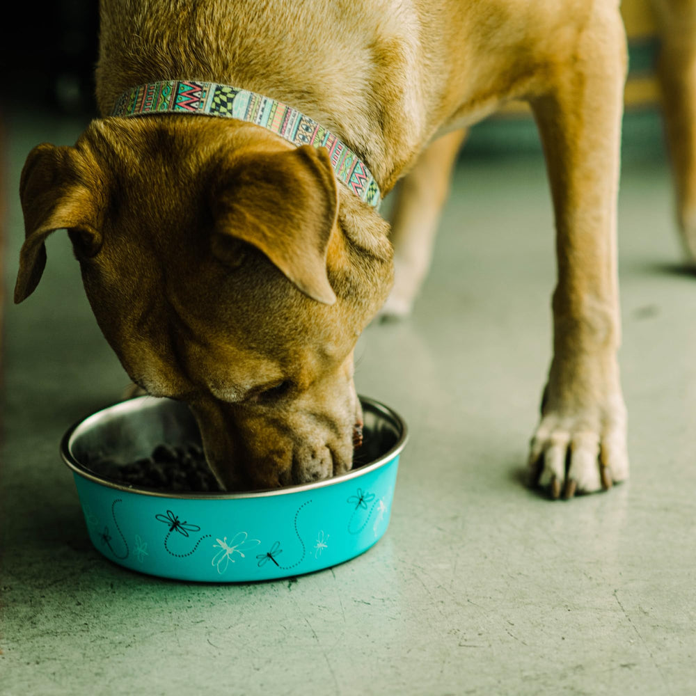 Loving Pets Bella Bowl award-winning design trusted by pet owners