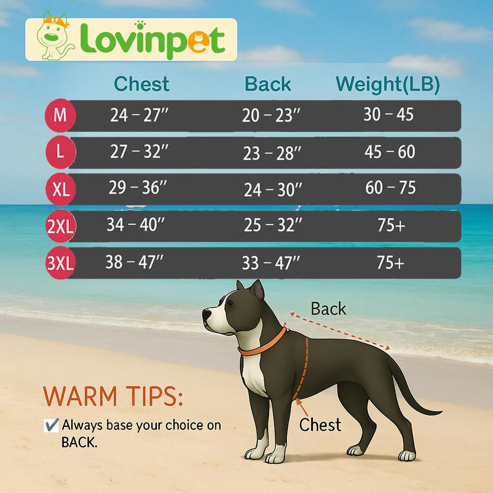LovinPet abdomen protection recovery suit during home recovery.