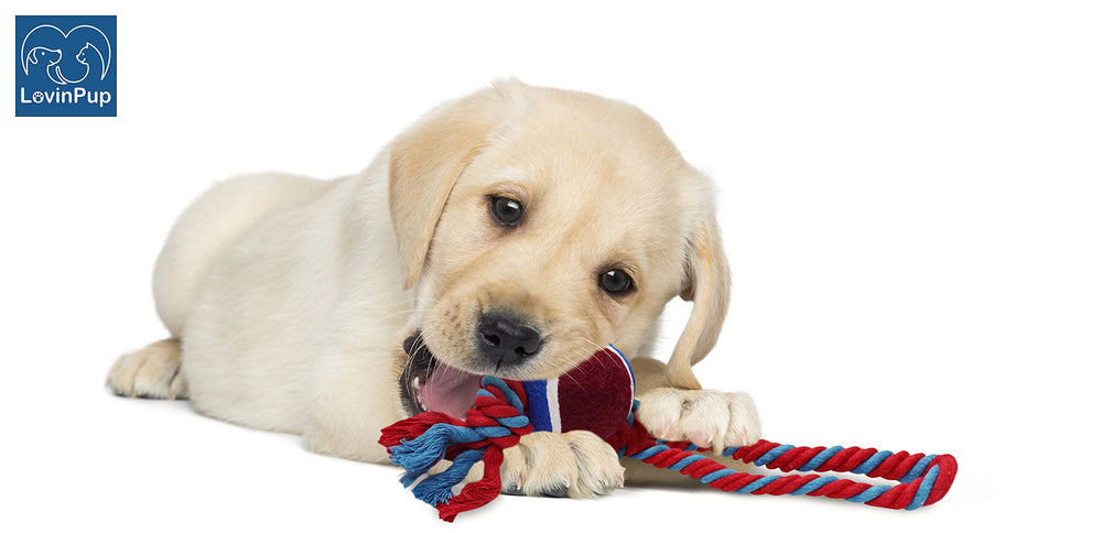 LOVINPUP bright two-color design attracts dogs and encourages play.