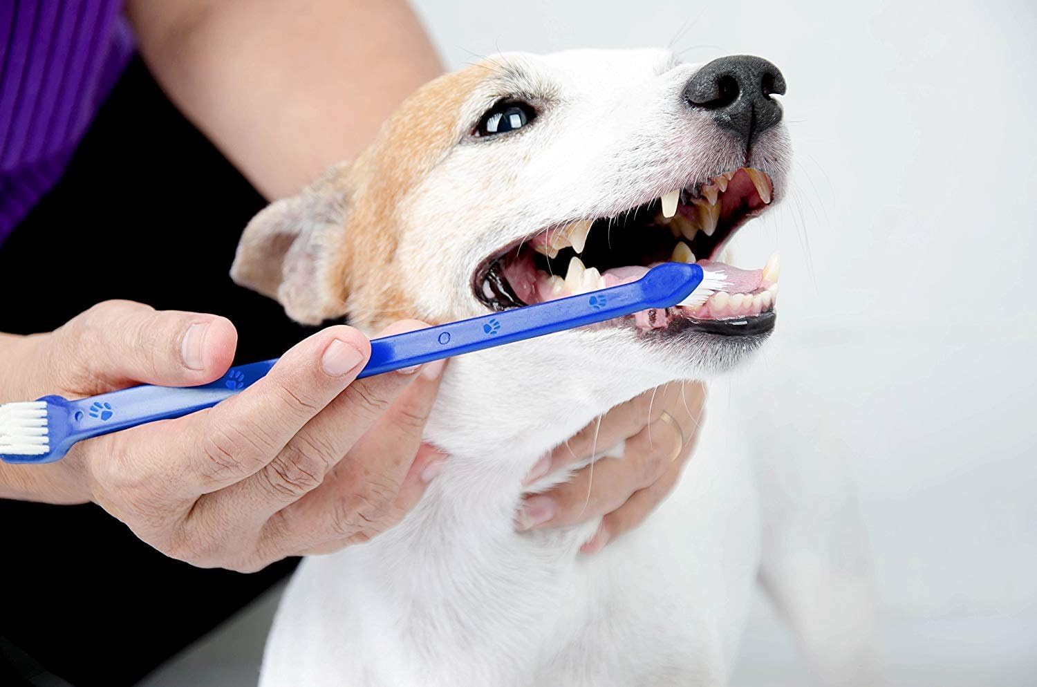 LOVINPUP home dental care easier with safe materials and reliable construction