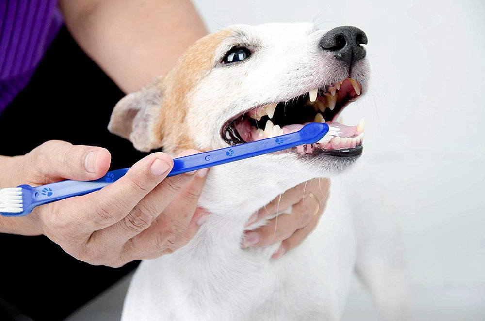 LOVINPUP home dental care easier with safe materials and reliable construction