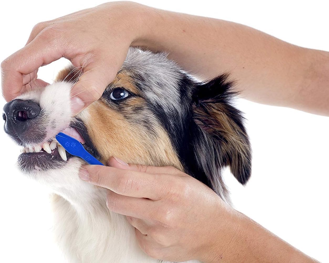 LOVINPUP promotes positive brushing sessions for a happier pet routine