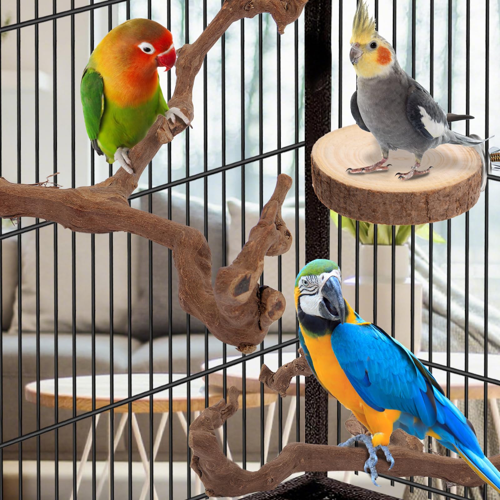 lovyoCoCo parrot perch sunbathing circle promotes relaxed resting on wood.