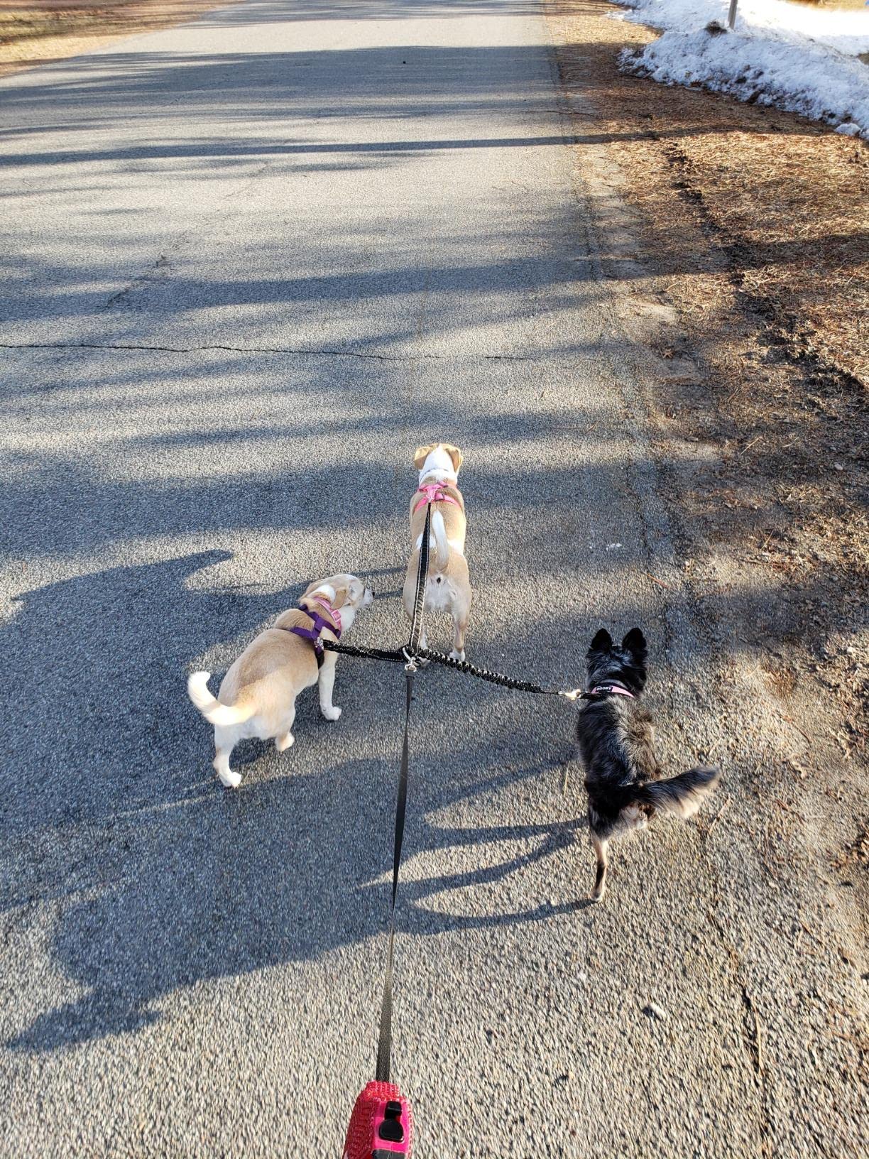 LTSGORY 3Way dog leash coupler wrist-free walking with space to sniff.