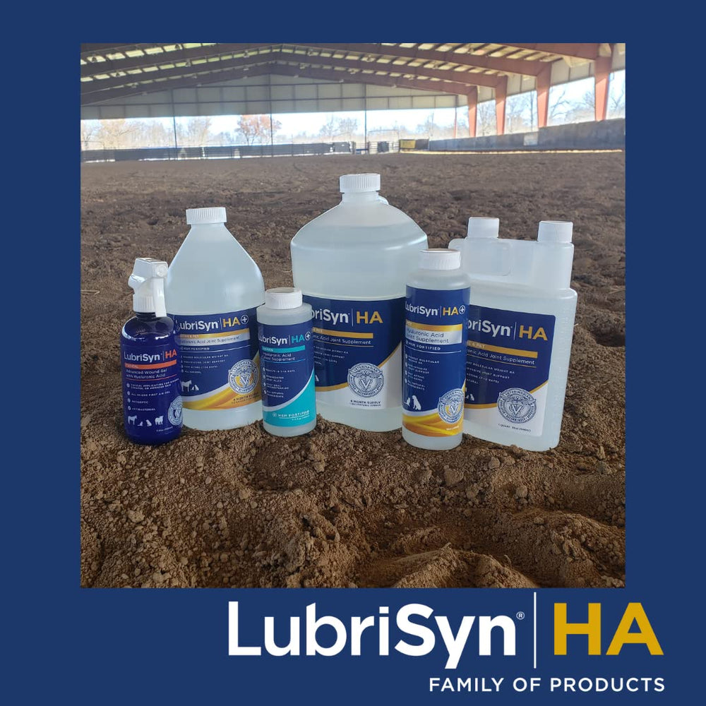 LubriSynHA pet health lifestyle shot portrays active, flexible pets benefiting from HA supplementation.