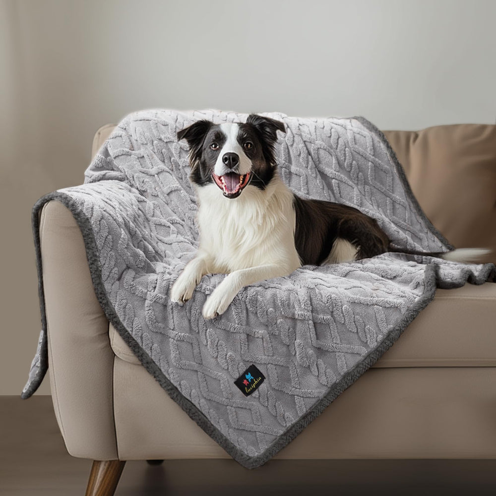 Luciphia modern grey setup in living room for pet-friendly decor