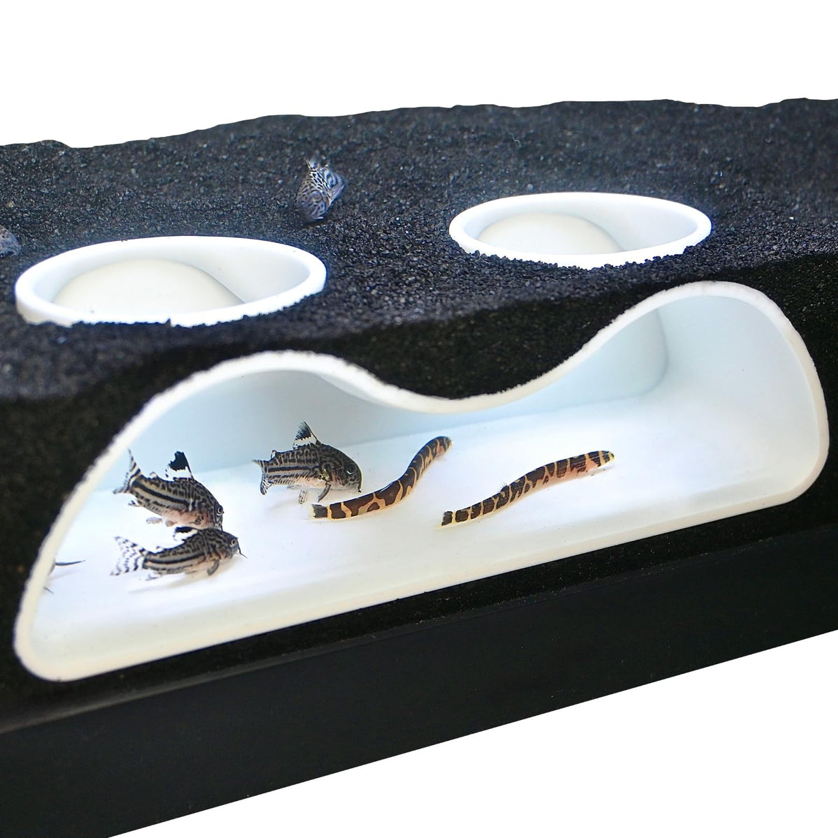 Lucky Critter aquarium underground tunnel two-hole 7in provides a natural hiding spot and viewing shelter.