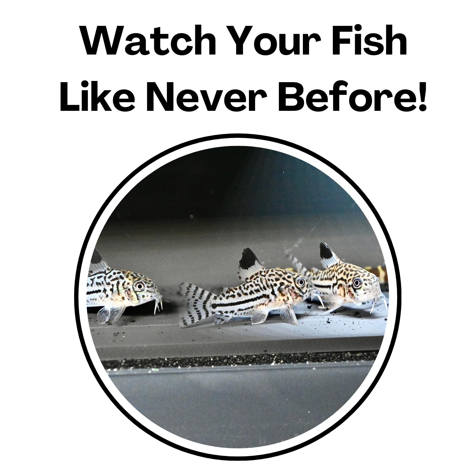 Lucky Critter bottom-sinking design helps hide without disturbing substrate.