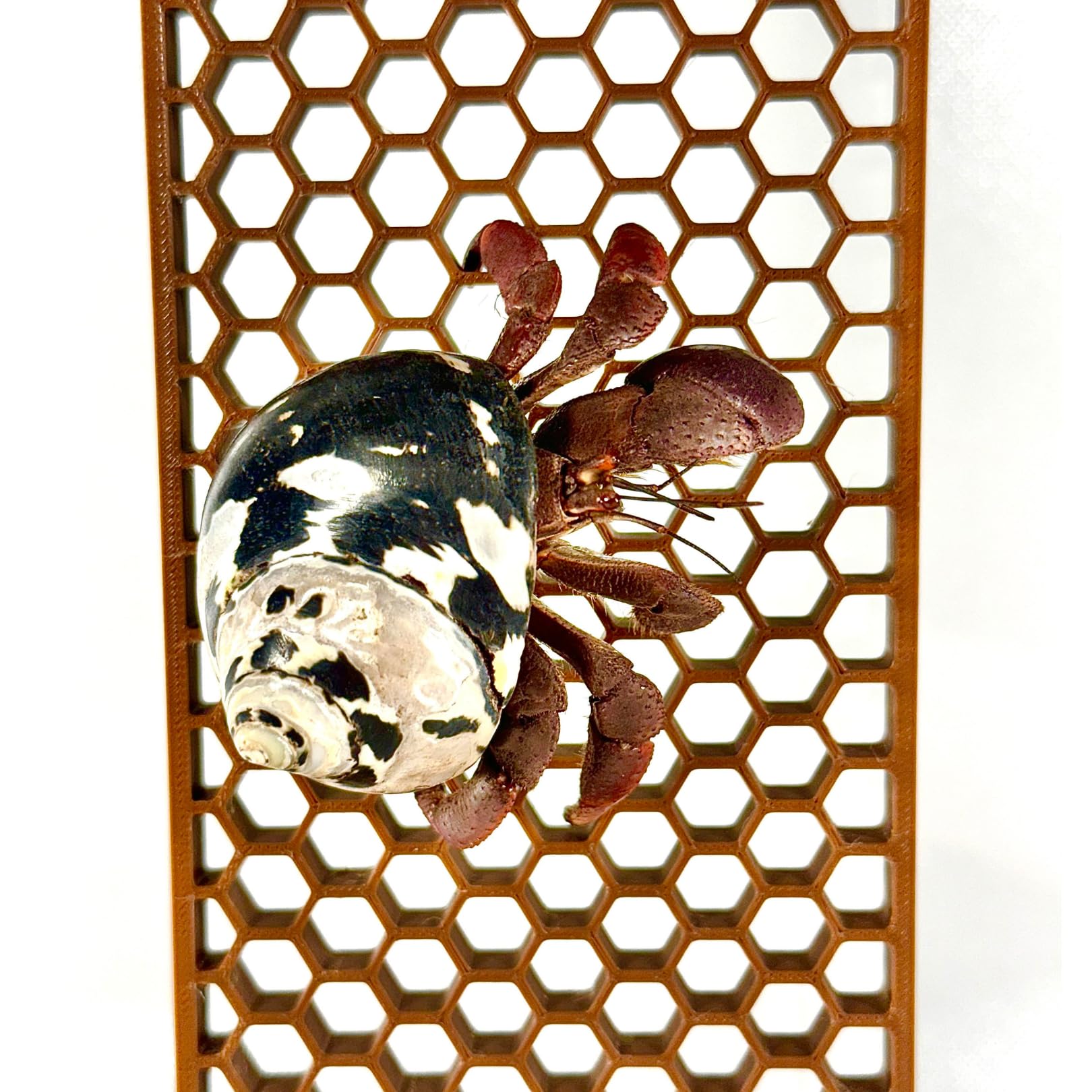Lucky Critter Hermit Crab Ladder made in USA label and tank-ready design