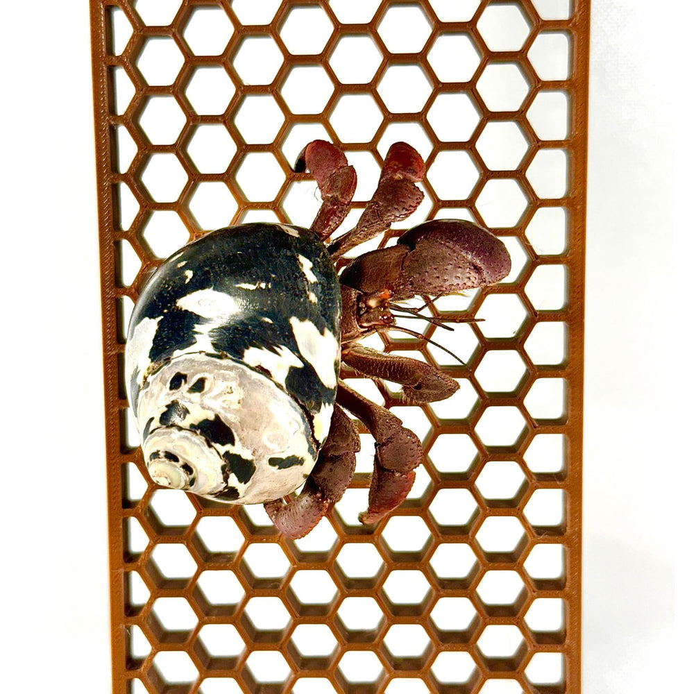 Lucky Critter Hermit Crab Ladder made in USA label and tank-ready design