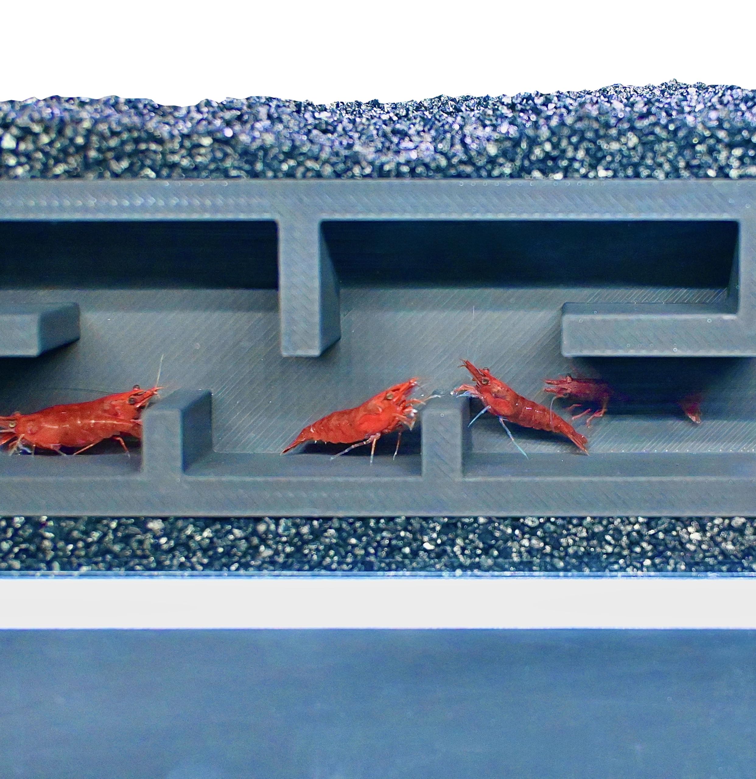 Lucky Critter Shrimp Cave size diagram emphasizing compact footprint.
