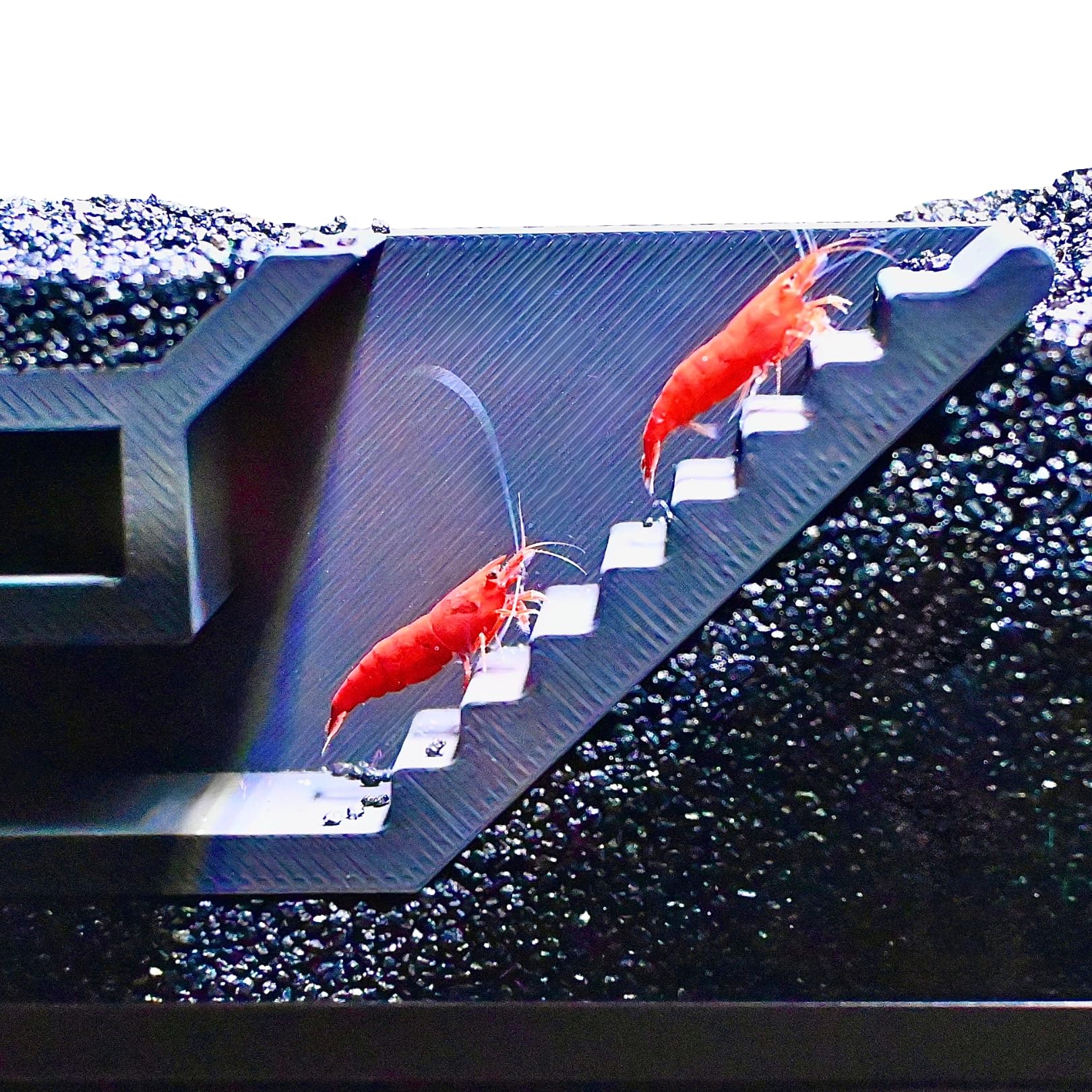 Lucky Critter Shrimp Cave surface detail highlighting safe plastic.