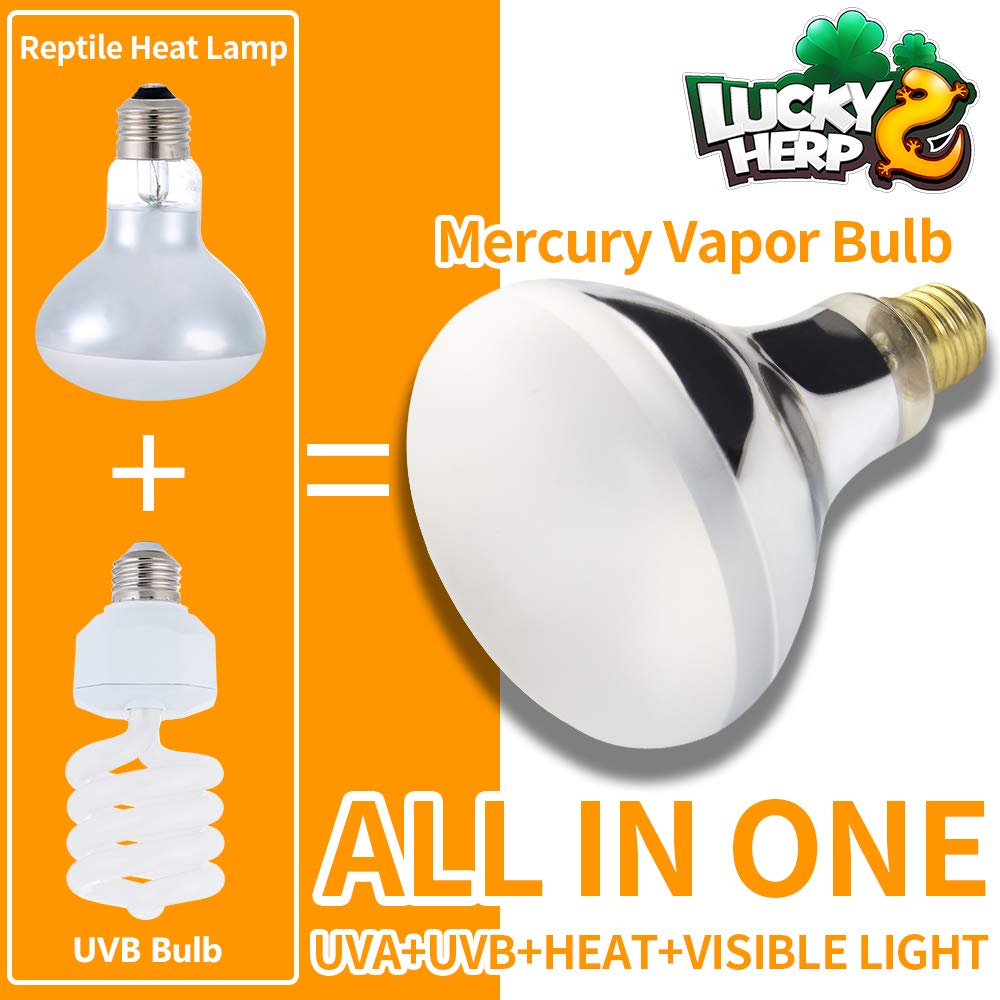 LUCKY HERP 160W UVB lamp in-use bearded dragon basking setup