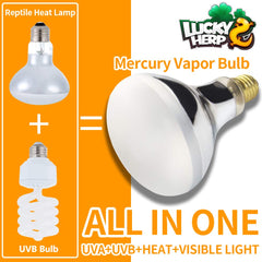 LUCKY HERP 160W UVB lamp in-use bearded dragon basking setup