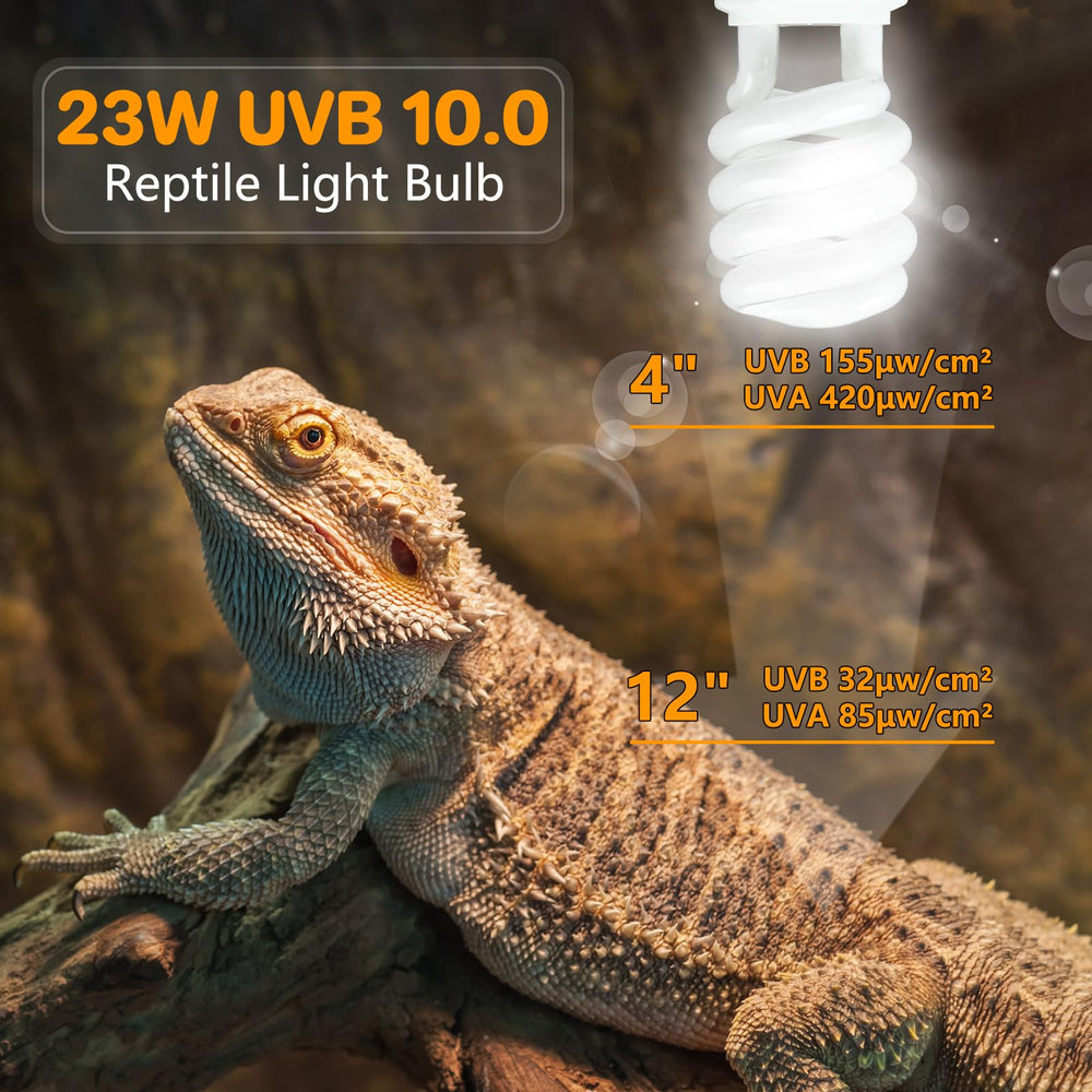 LUCKY HERP bearded-dragon-lit enclosure conveys warm, desert-ready ambience.