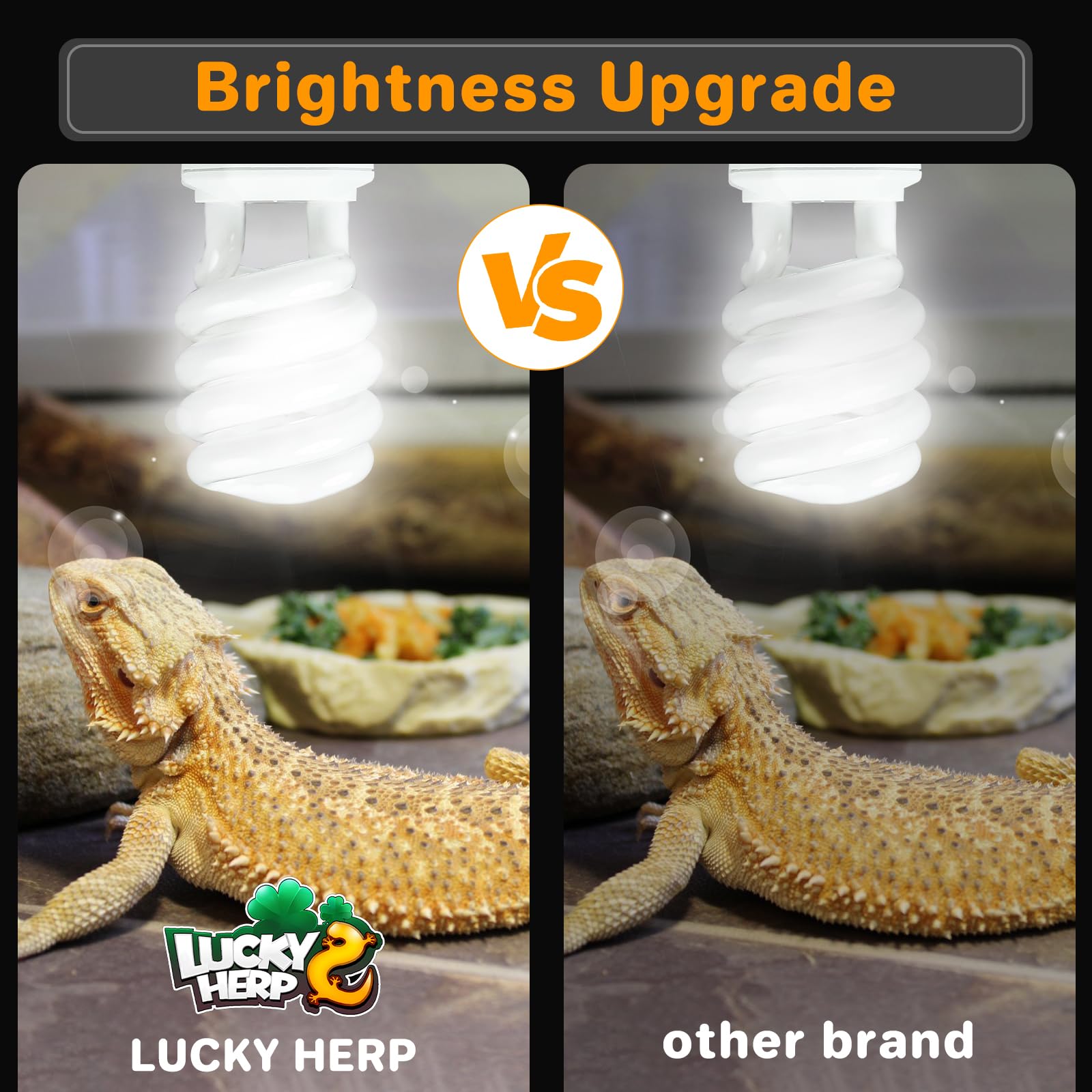 LUCKY HERP bright-cri-90-reptile-colors captures vibrant colors under premium lighting.