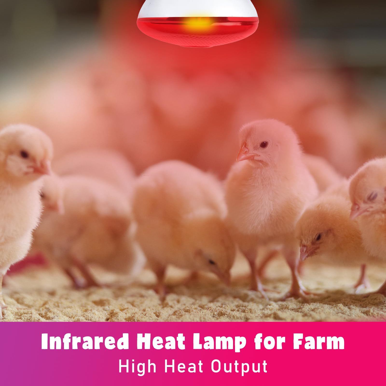 LUCKY HERP chicks-coop-setup heat lamp keeps chicks comfortable during growth.
