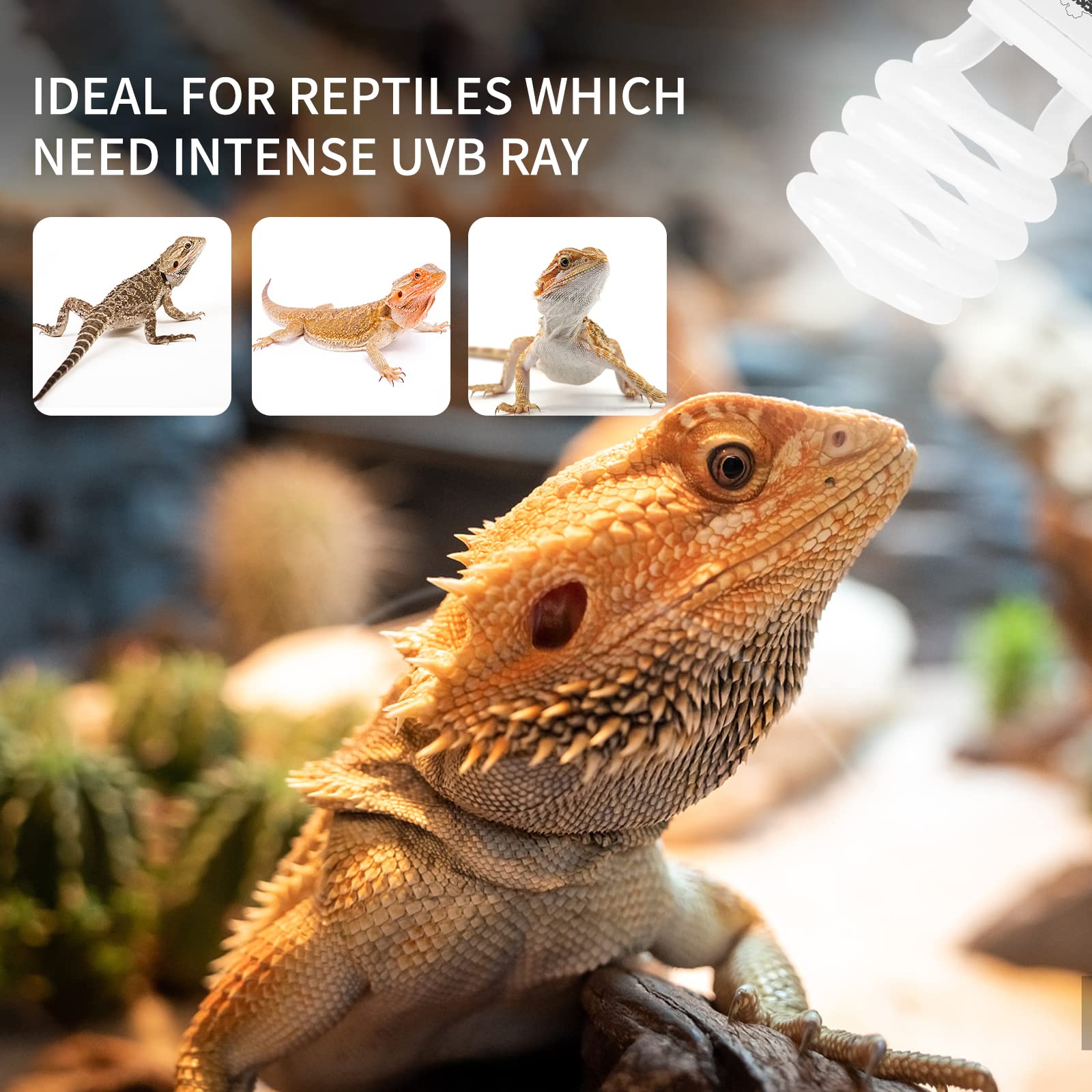 LUCKY HERP desert terrarium reptile setup in the habitat