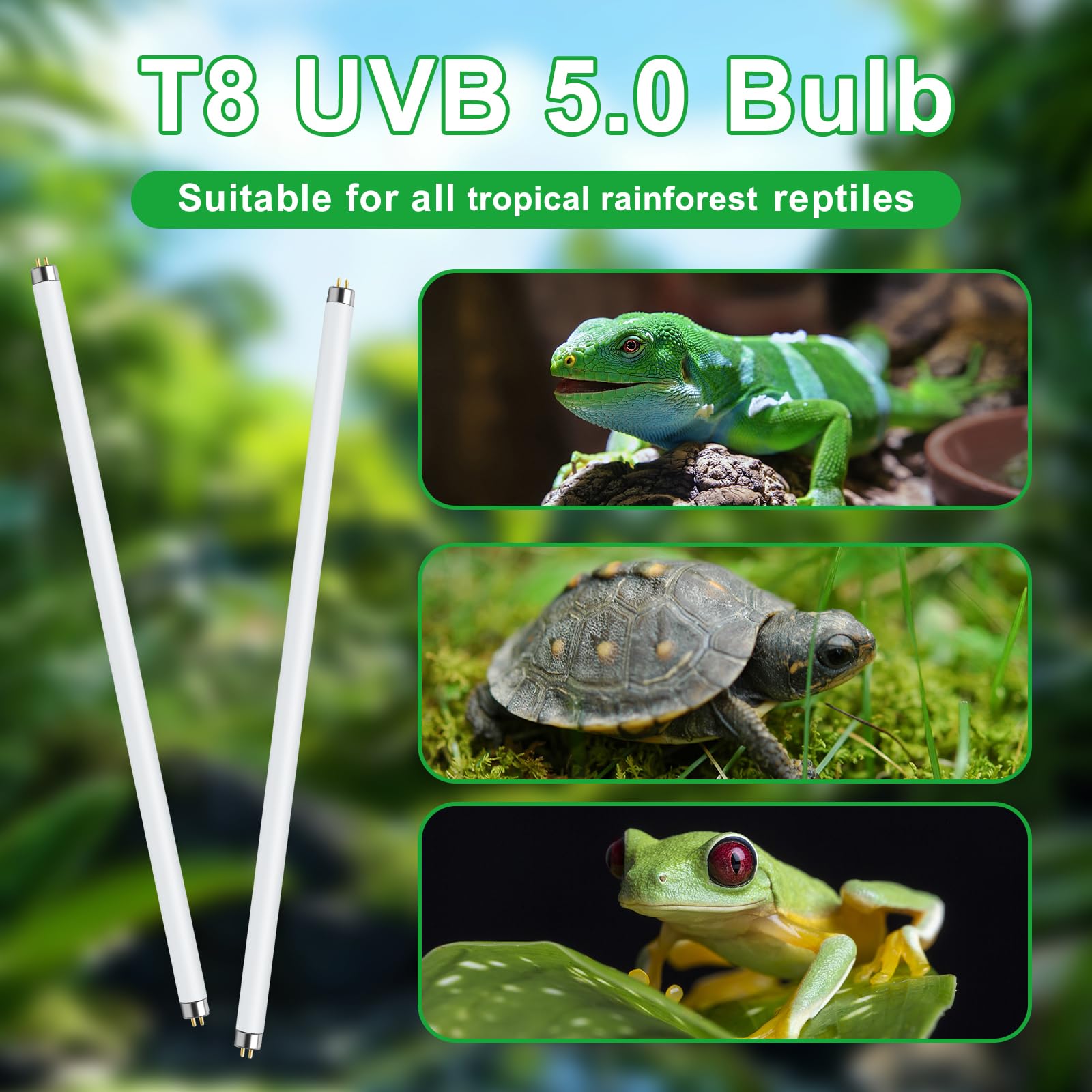 Lucky Herp glass terrarium setup with T8 UVB 15W lamp for balanced lighting