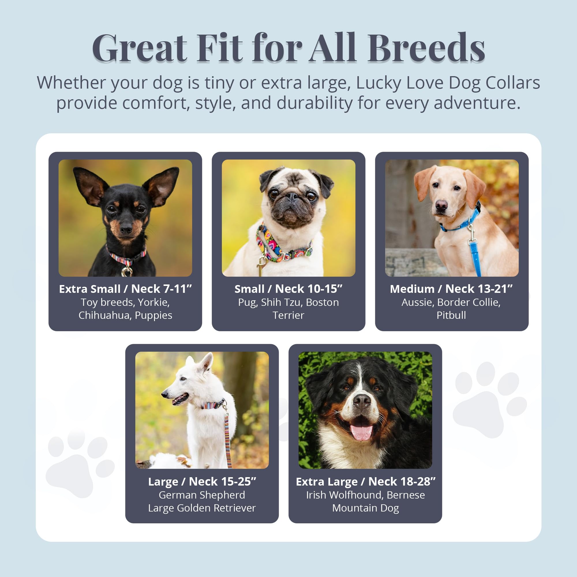 Lucky Love Dog collar with leash-ready design shown for everyday walks.