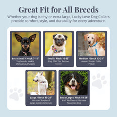 Lucky Love Dog collar with leash-ready design shown for everyday walks.