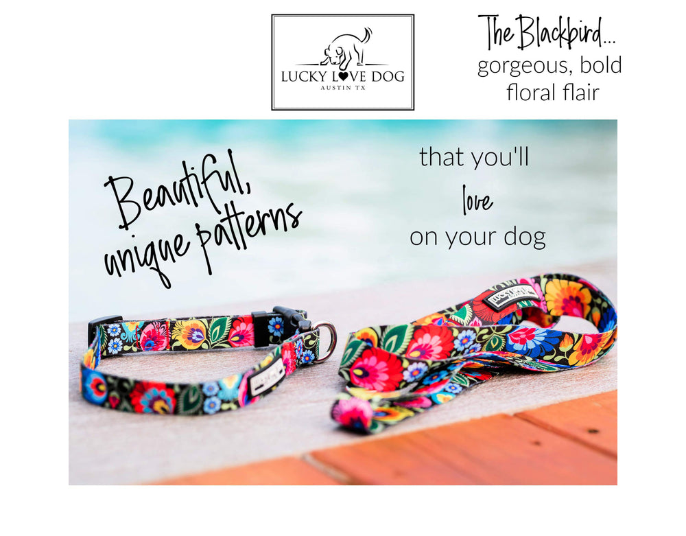 Lucky Love Dog wide collar Blackbird on-dog view highlighting adjustable comfort.