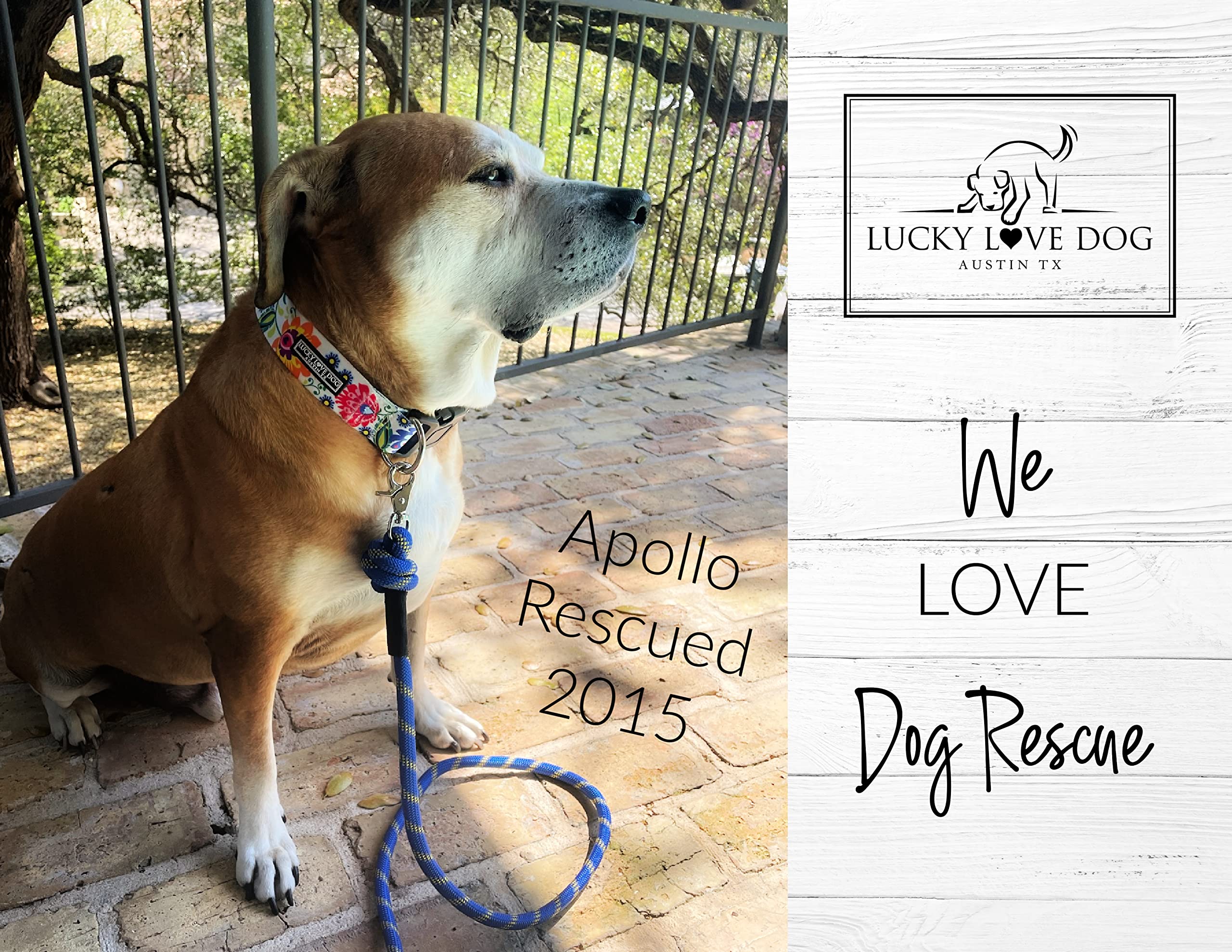 Lucky Love Dog wide collar on dog neck highlights gentle fit for active dogs.