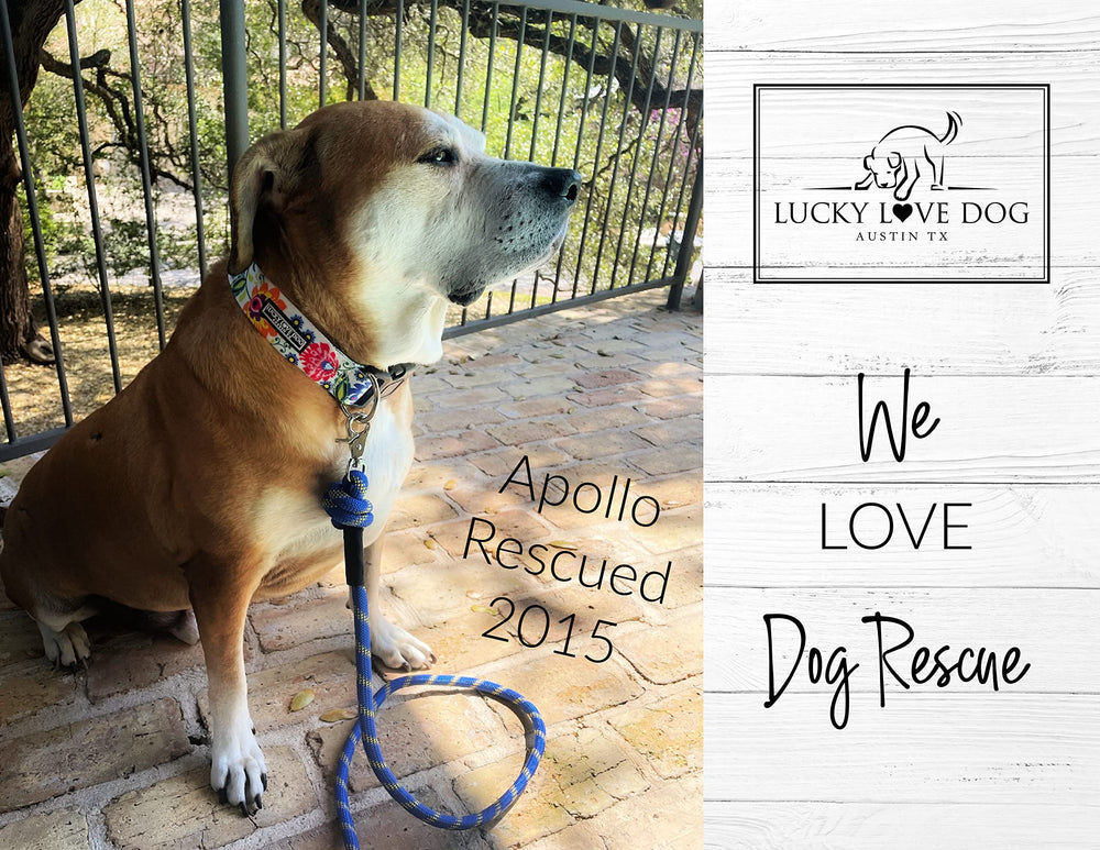 Lucky Love Dog wide collar on dog neck highlights gentle fit for active dogs.