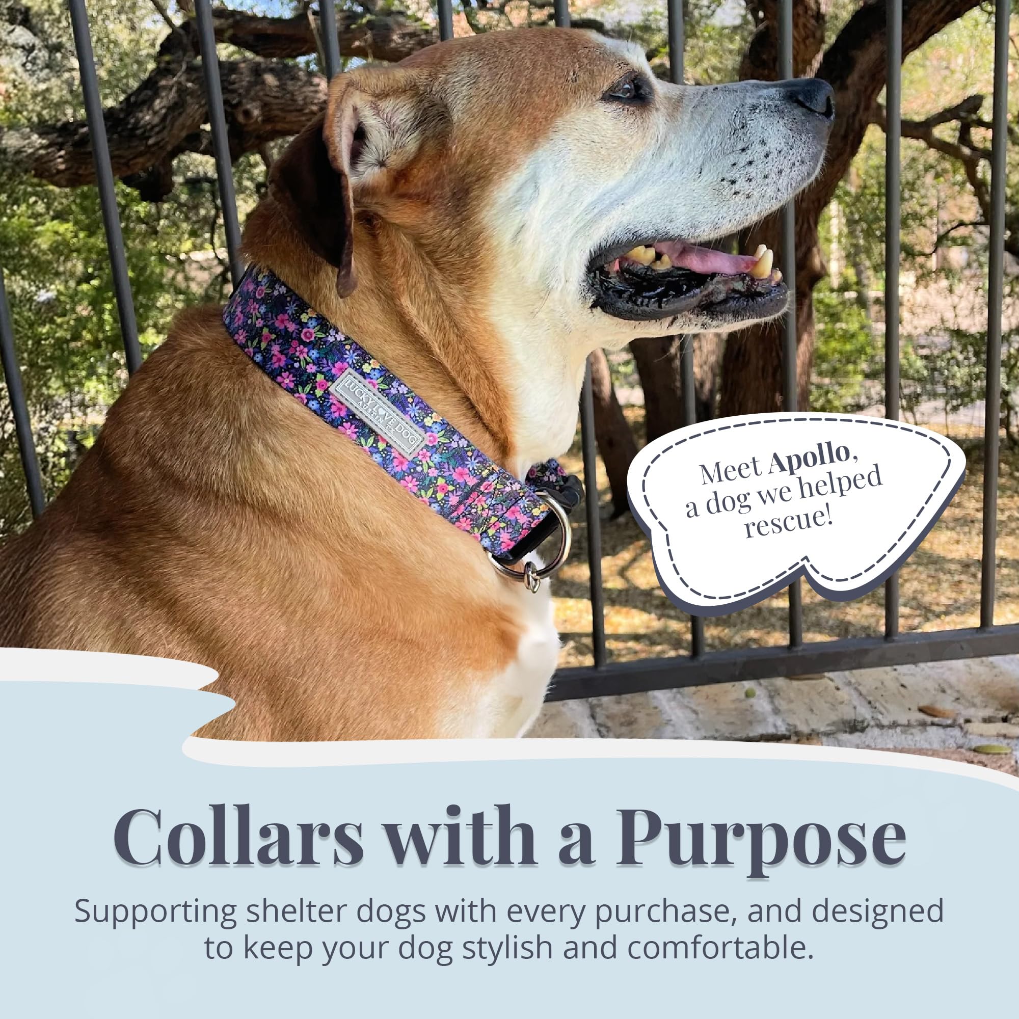 Lucky Love Dog wide collar Primrose size-adjustment shows fit for medium dogs.