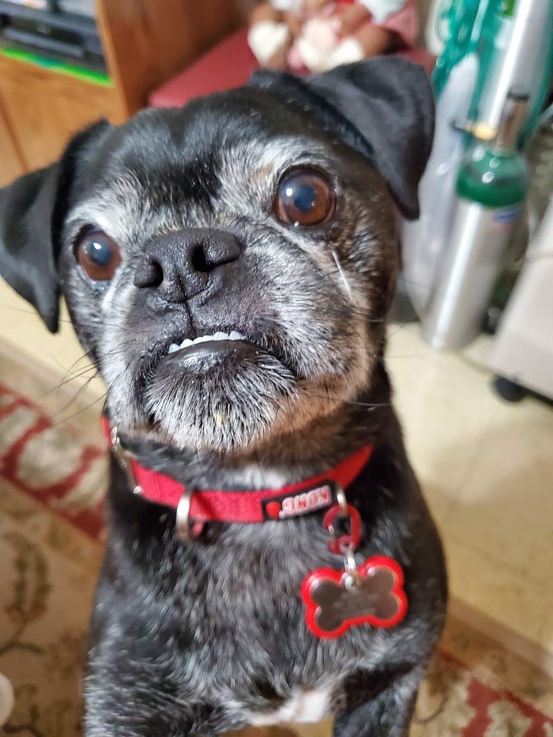 LuckyPet Klippy durable clip provides reliable ID tag attachment.